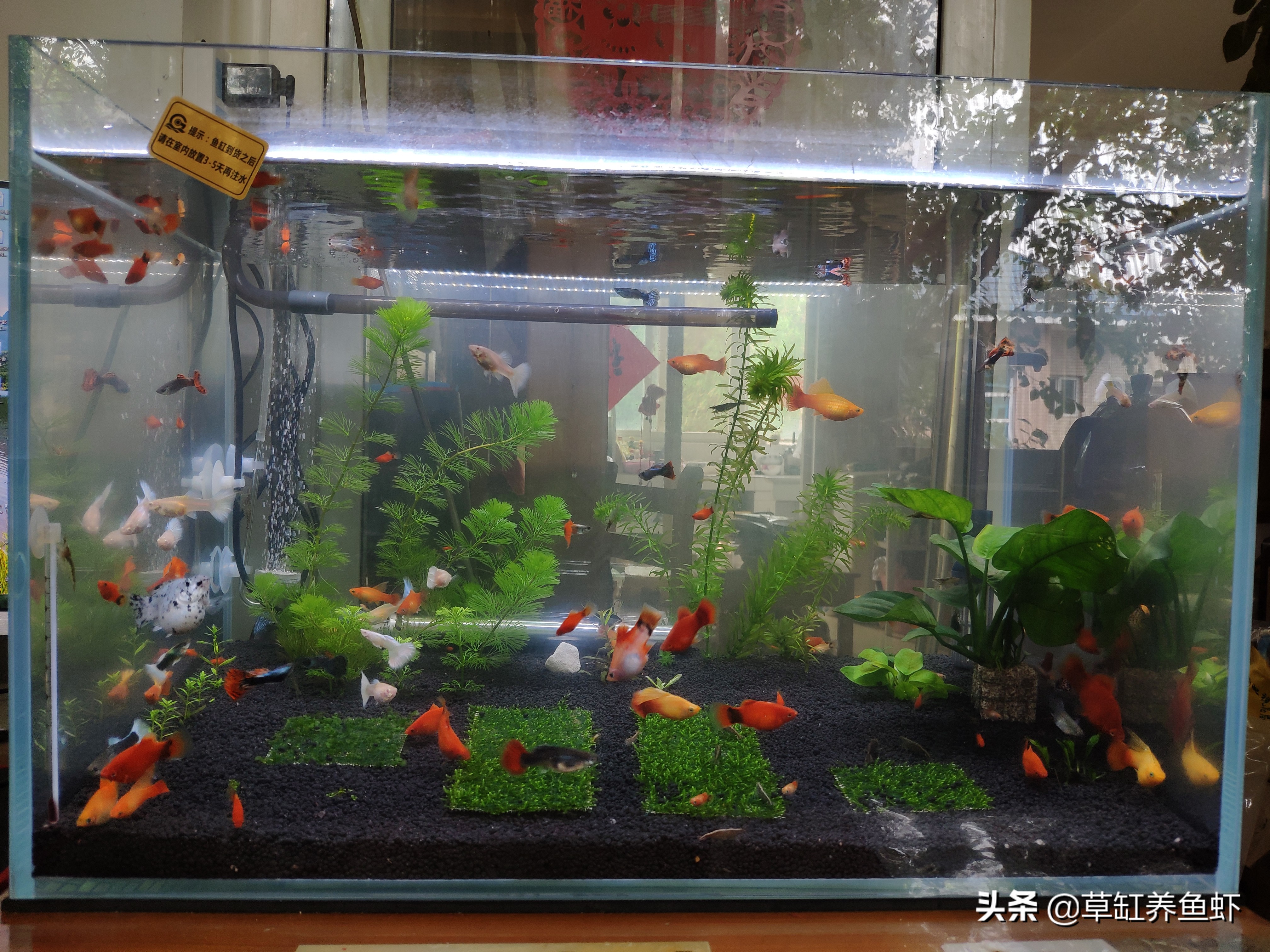 鱼缸养鱼布置视频,新手养鱼怎么布置鱼缸