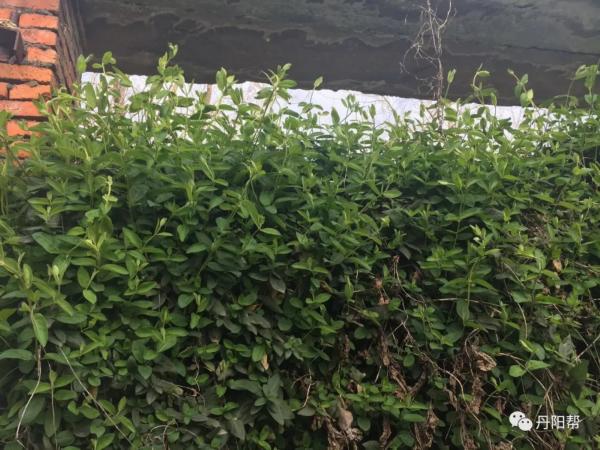 国家级非物质文化膏药,非遗膏药的历史价值