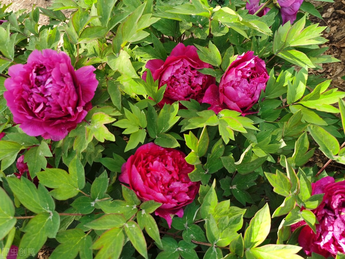 爱上了表妹？感情一直很好，不要误将亲情当爱情