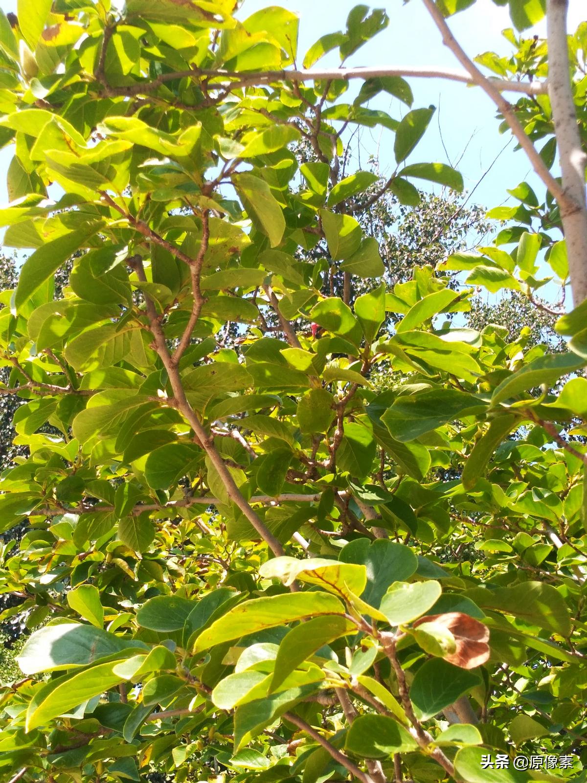 白玉兰故事,白玉兰传说