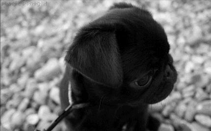 樟脑丸对宠物的危害,樟脑丸对狗有害吗