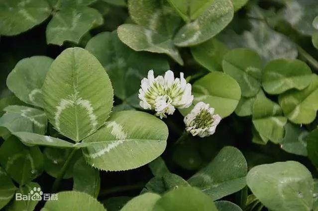 白花三叶草治什么病,白花三叶草怎么清除