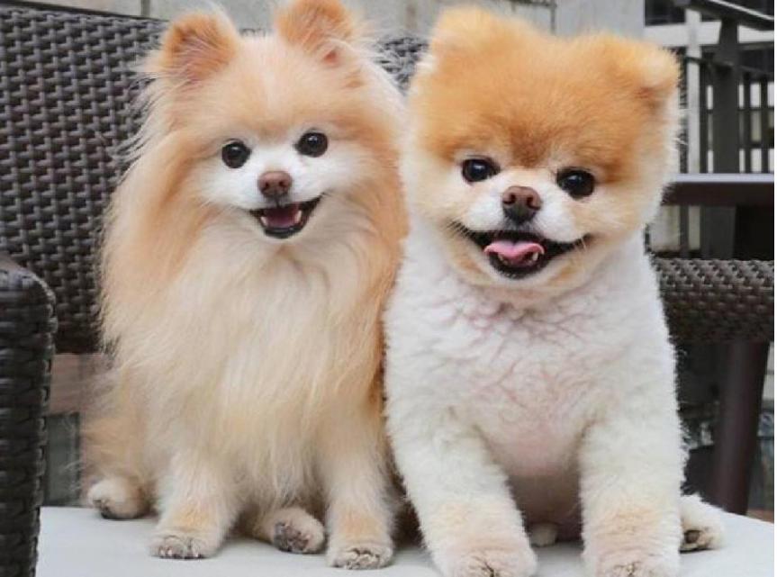 博美狗狗美毛的食物有哪些,博美犬吃什么毛发长得好