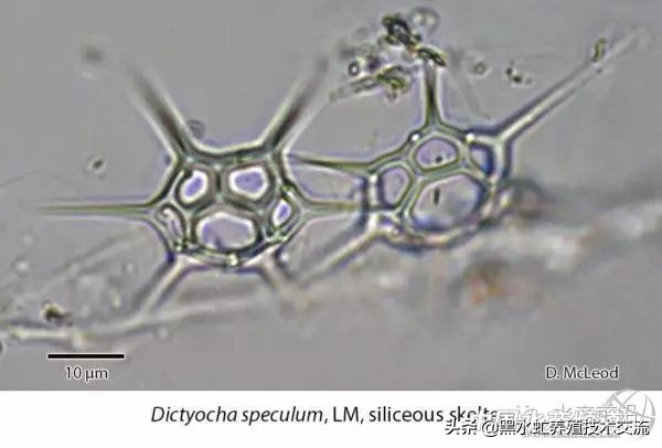 100种水产藻类,水产藻类图谱及名称