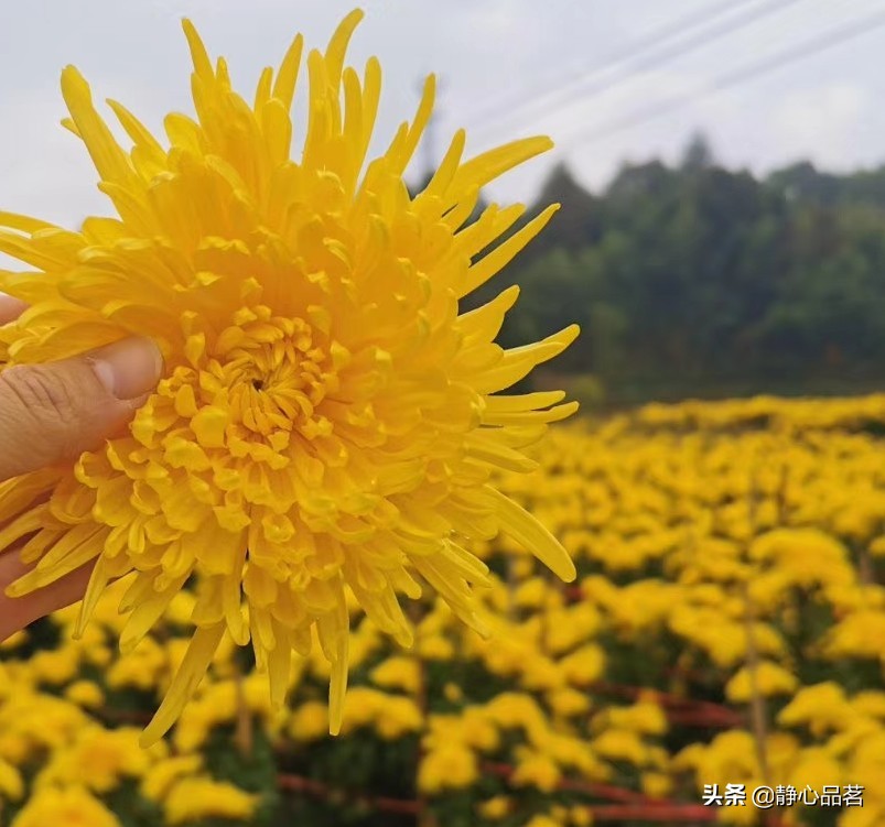 金丝皇菊清肝明目最佳选择,清肝明目去火的菊花品种有