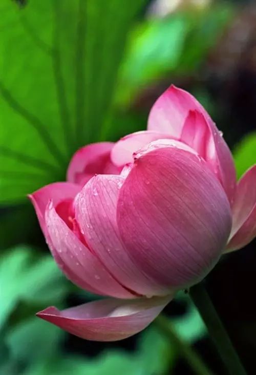 中国十大名花惊艳千年,中国十大名花美极了