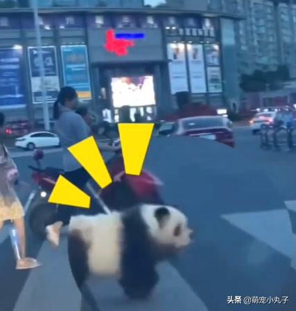 熊猫松狮犬是染色的吗,不染色熊猫松狮犬