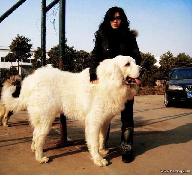 狗狗买什么品种最合适,怎么给狗狗选择宠物狗品种