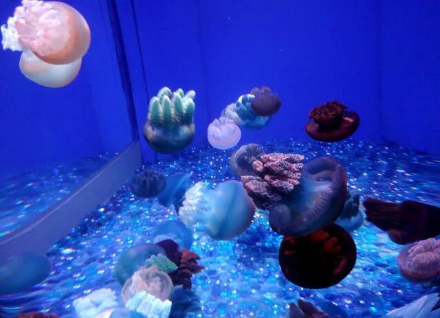 深圳暑假值得带孩子旅游的地方,深圳十大暑假室内必去景点