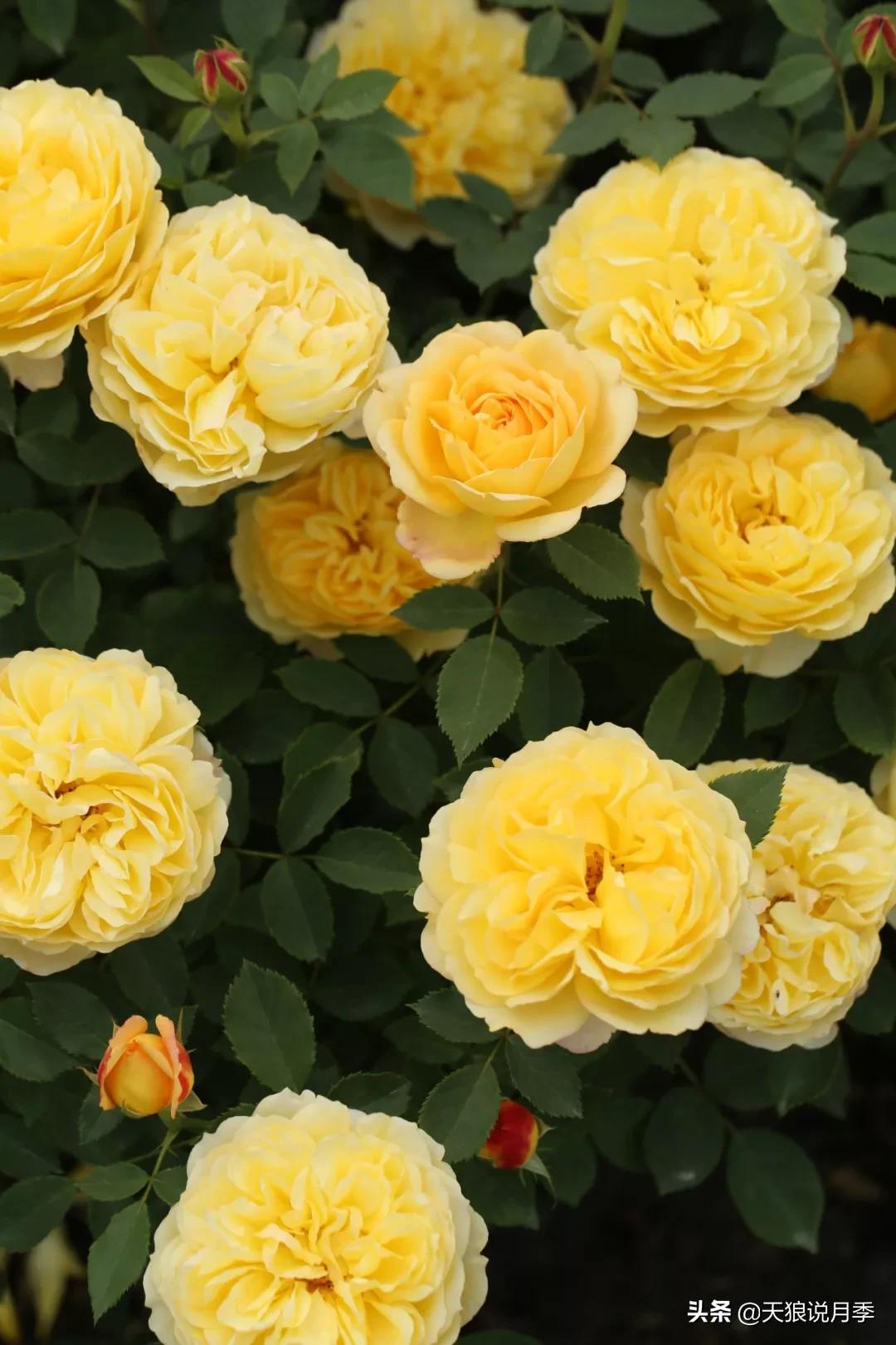 又一个十年,国产自育品种