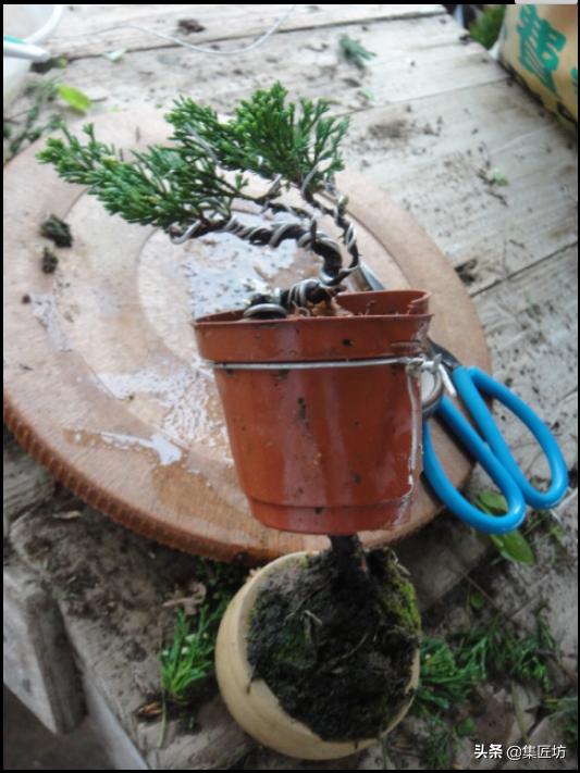 盆景树桩舍利怎么制作,盆景老桩镂空舍利的制作