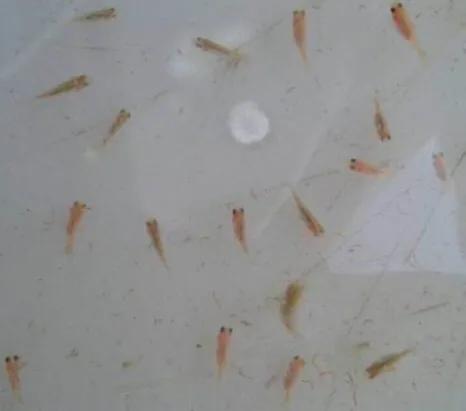 什么金鱼最好养又能繁殖,什么金鱼最容易繁殖