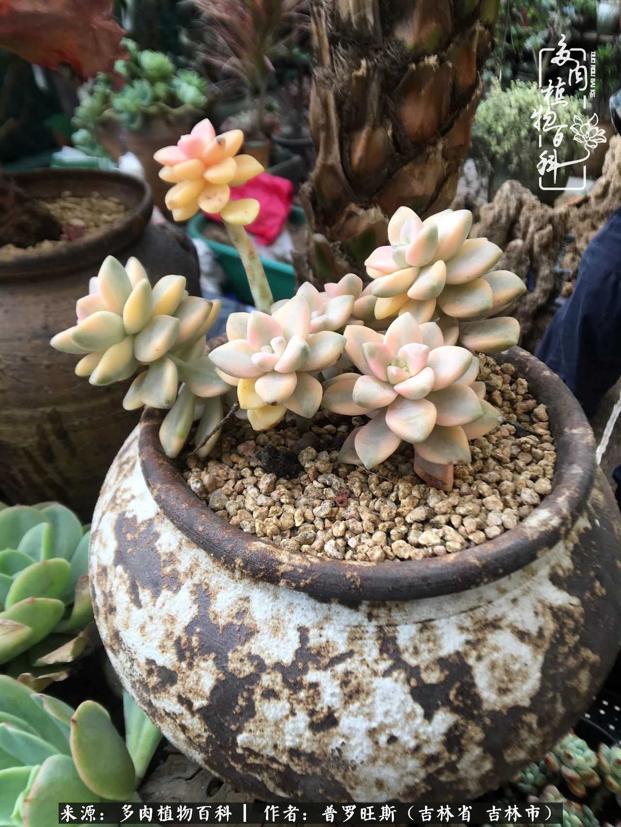 日日勤服侍，日日勤拂拭！服侍花儿，就是拂拭心灵