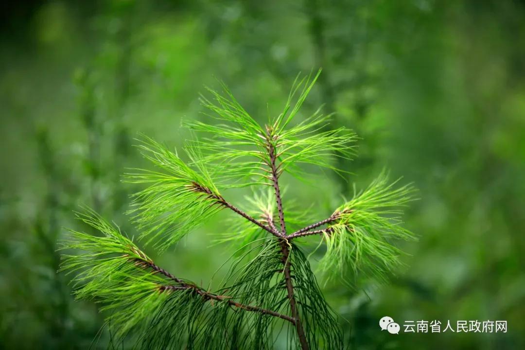 云南生物多样性保护工作,广州生物多样性保护工作亮点纷呈