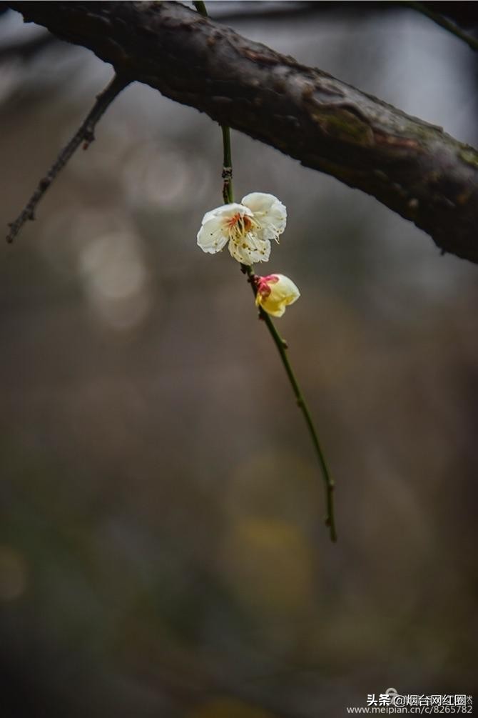 南京梅花山梅花开了吗,来南京梅花山赏梅花