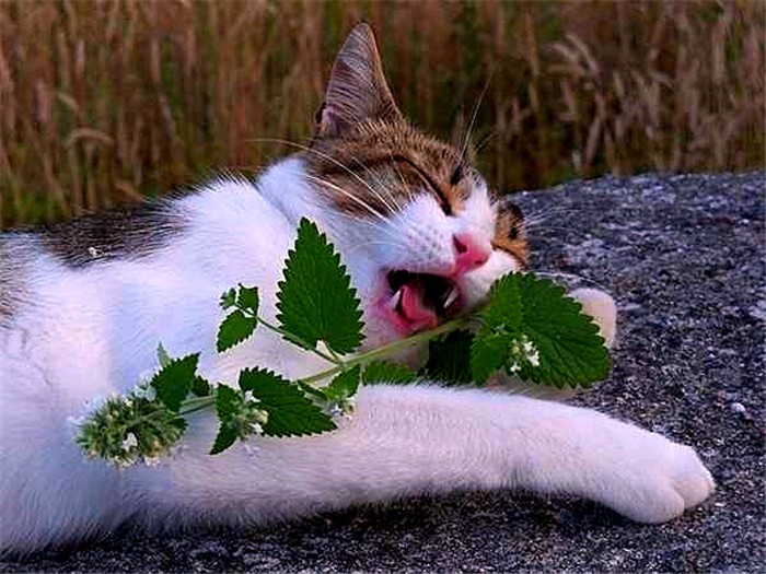 猫薄荷对人有什么影响,猫咪对猫薄荷的影响