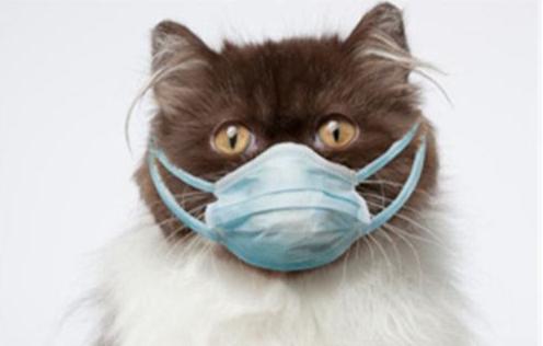 猫咪拉肚子病因及对策,引起猫咪呕吐拉稀的病有哪些