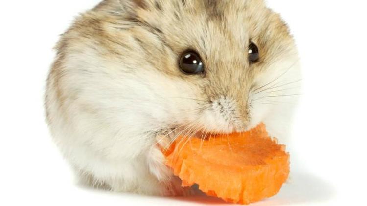 养仓鼠的十大禁忌,养仓鼠的十大禁忌入门必知