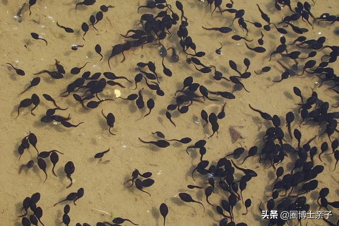 为什么小蝌蚪长大就会变成青蛙呢,为什么小蝌蚪长大后会变成青蛙