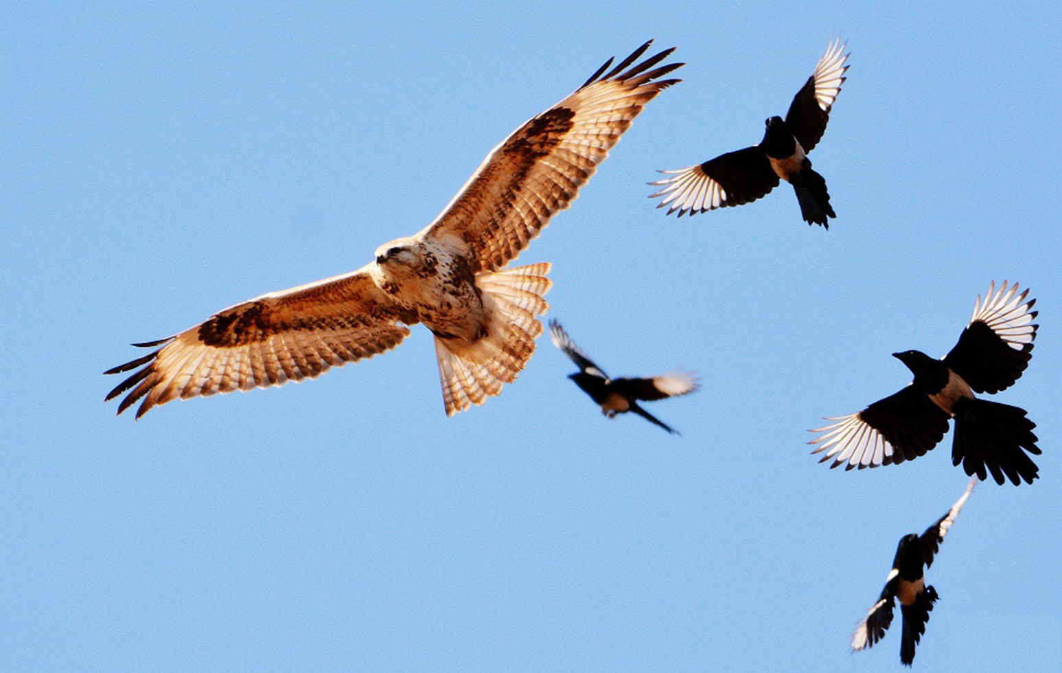鹰这样大型的鸟类为什么怕喜鹊,喜鹊为什么攻击乌鸫鸟