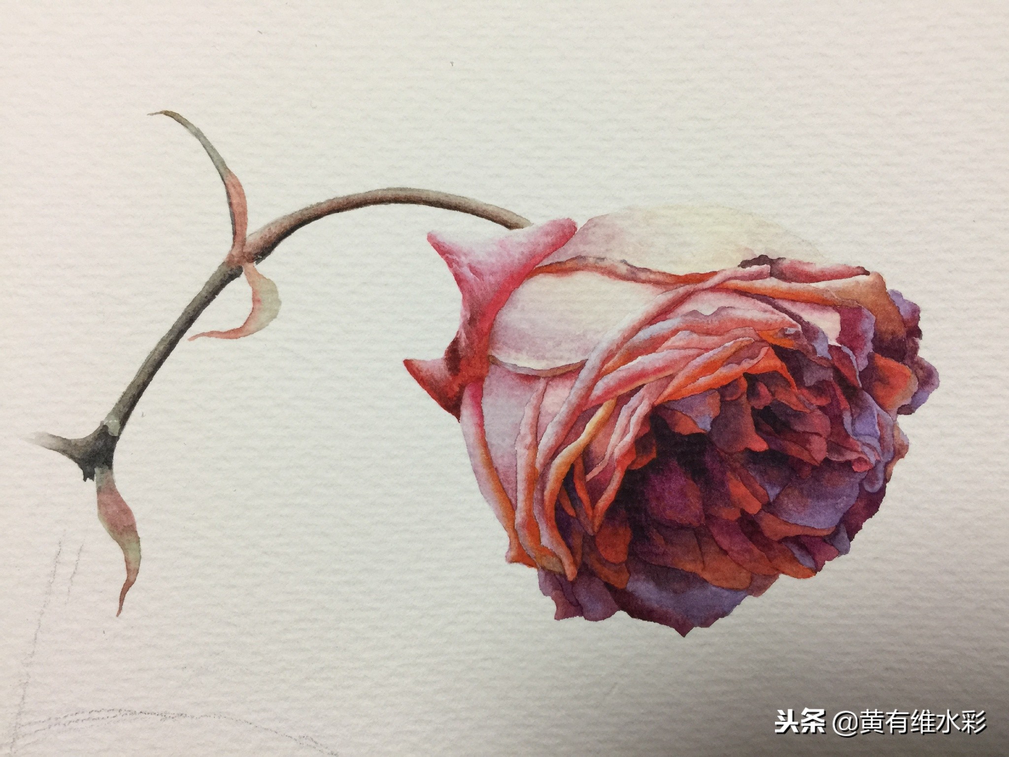 水彩教程简单好看手绘图片,水彩教程画花