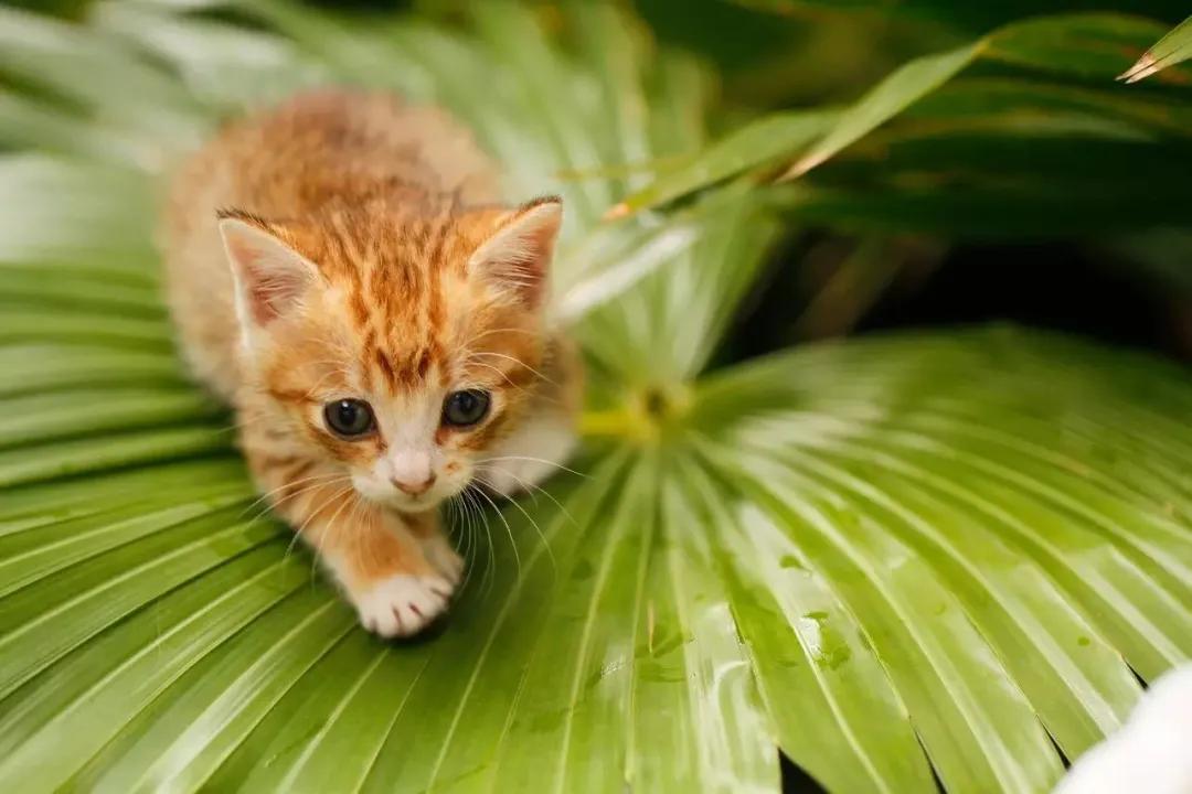 新手养猫小指南,新手养猫攻略