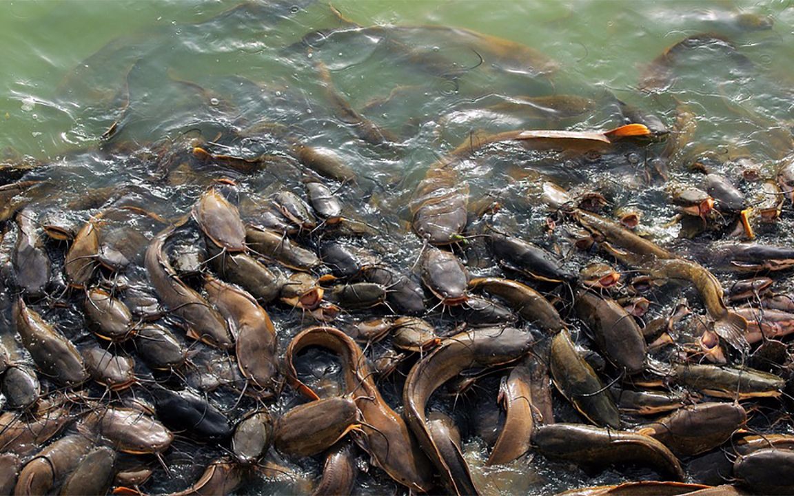 被人误解最深的鱼,被人误会最深的一种鱼