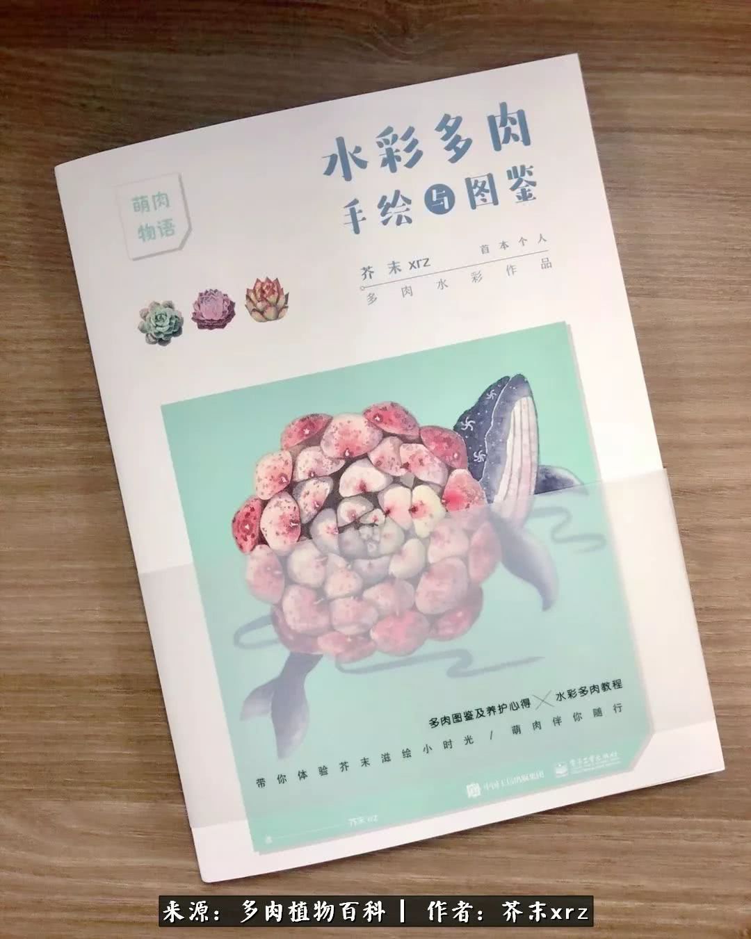 那个爱画多肉的小姑娘带着她的心头肉又来啦!