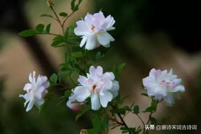 四月相聚的诗词,最美人间四月天唯美诗词