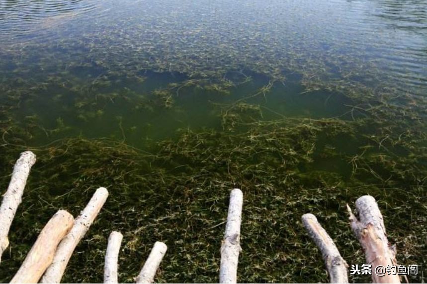 长满水草的河里如何钓鱼,长满芦苇的野塘怎么钓鱼