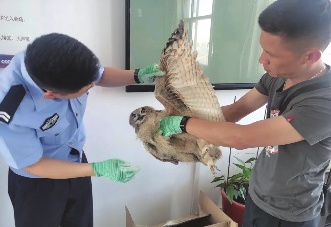 罕见！十堰首次城区出现黄脚三趾鹑为何会出现在城区？如何救助？