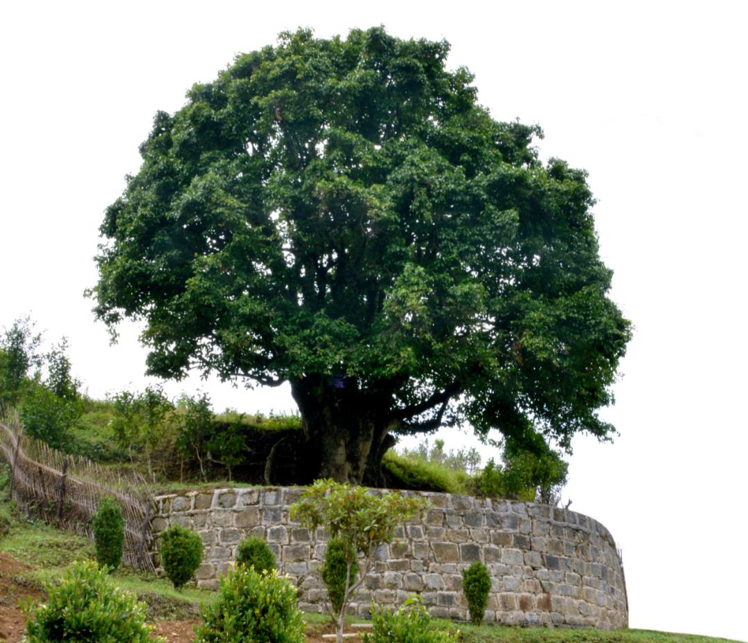 “一两黄金一两茶”,谁炮制了几十万元1斤的天价茶?
