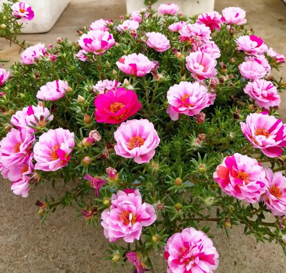 好看又好养的盆花,人养花也养人