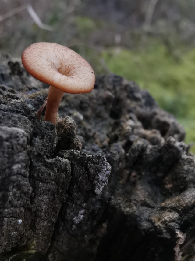 摆套圈地摊怎样经营,摆零食地摊营销方案