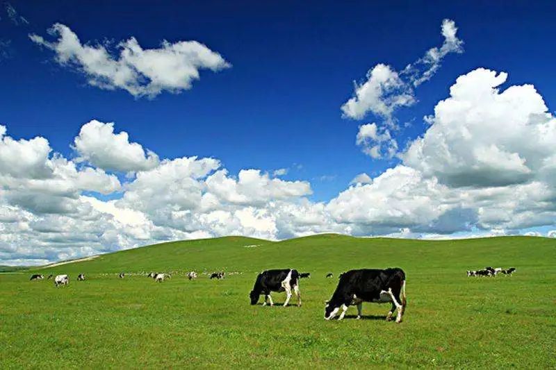 突然想去新疆旅游,突然好想去呼伦贝尔