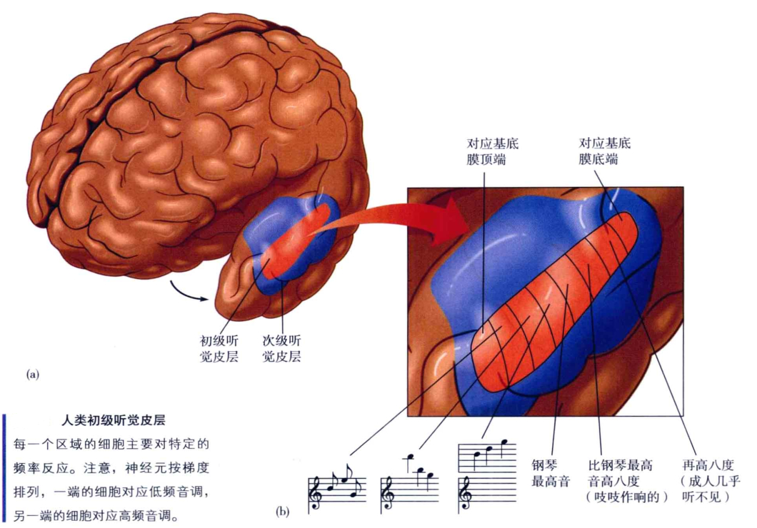 心理学的生物学基础知识,生物心理学知识书籍