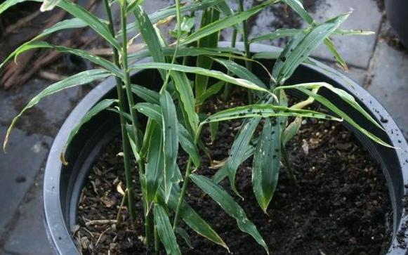 生姜盆栽非常简单也非常容易活,冬季家庭生姜盆栽种植方法