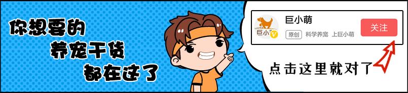 淘气金毛狗,淘气金毛视频