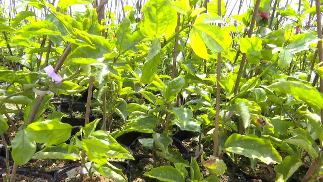 长泰：发展新主张企业逆势而上