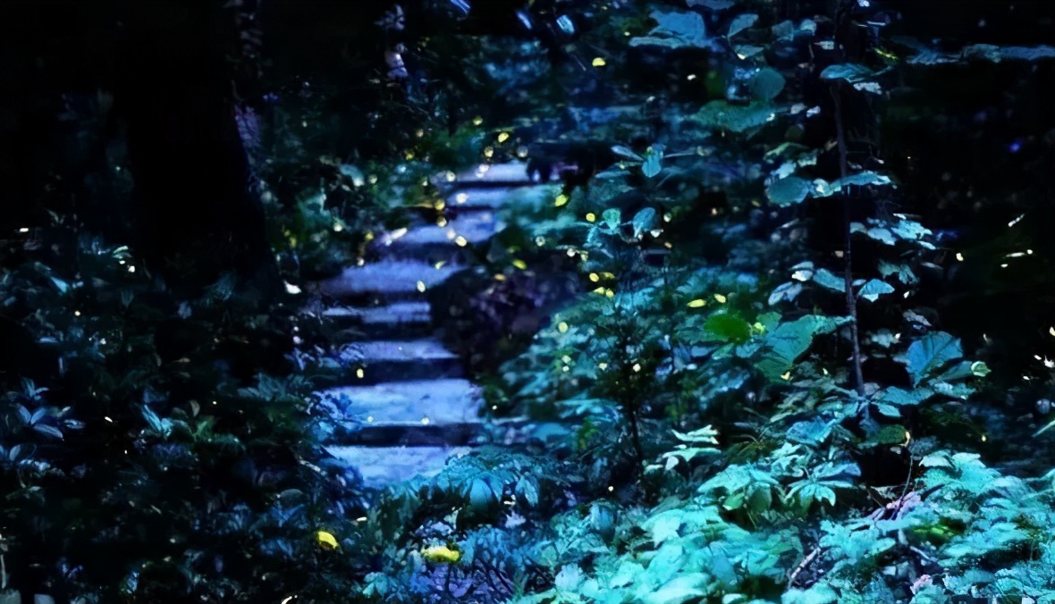 丽水上热搜,浙江丽水现萤火虫星海