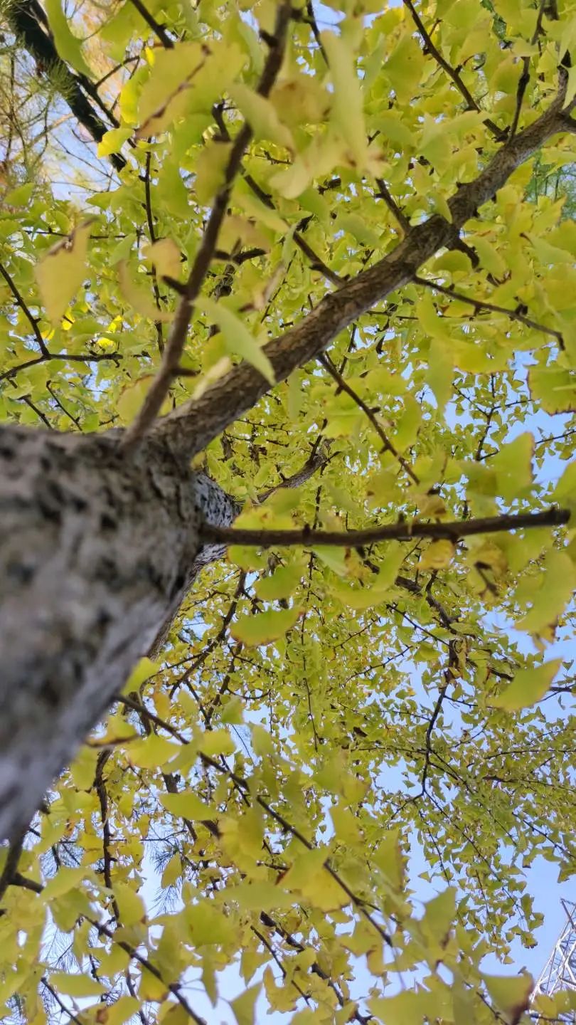 一周小结文字图片,小学一周小结怎么写