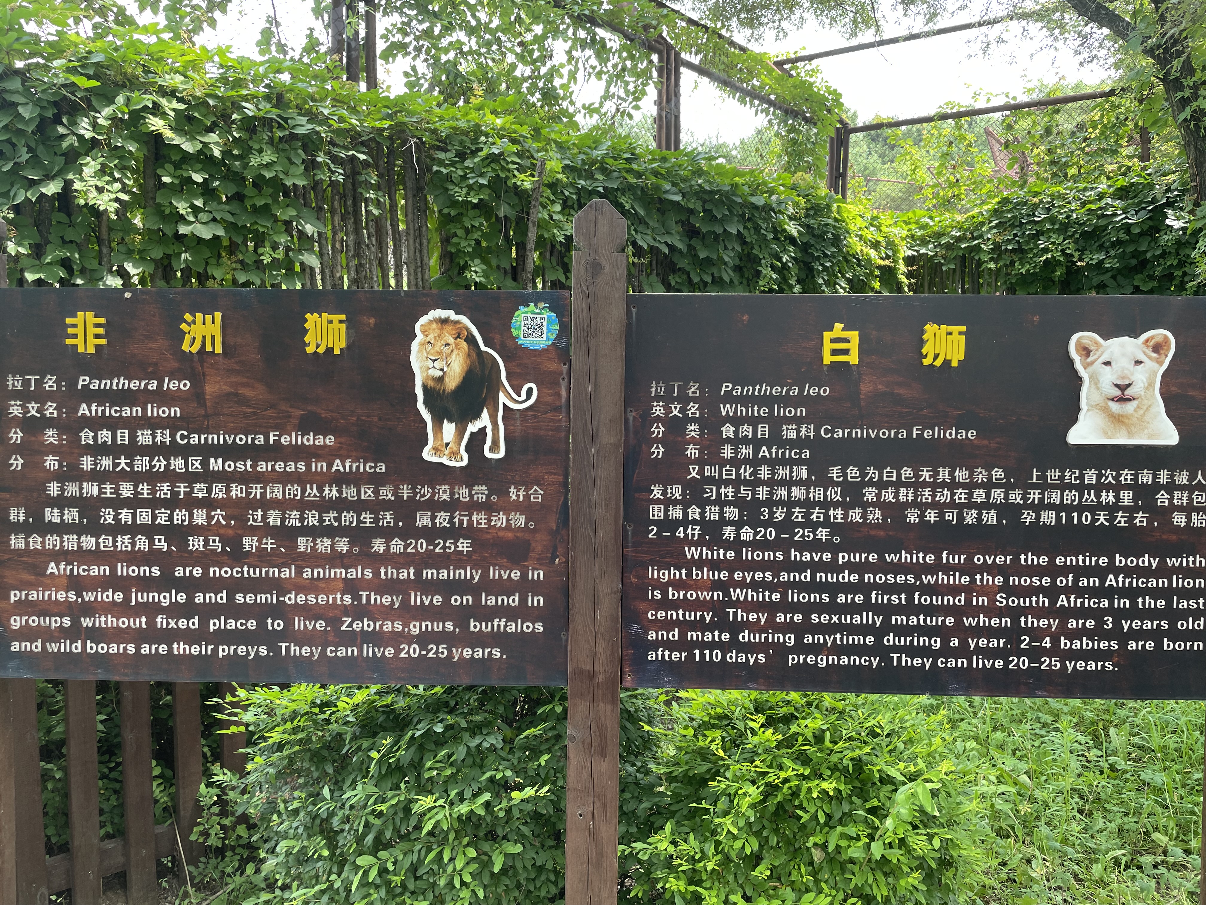 沈阳森林动物园春游,五一小长假去沈阳森林动物园游玩