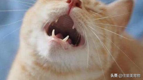 为什么猫咬破了电线不会触电,猫咪咬数据线触电后口吐唾沫