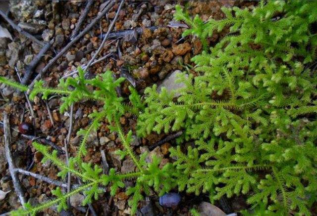 这野草远看似“绿蜈蚣”，看着吓人作用却多，数量少遇到要珍惜
