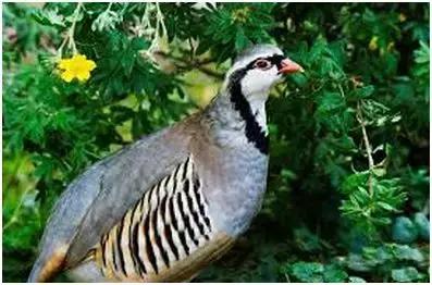 农业创业将迎来井喷潮，稀有创业种养项目让您嗅出财富商机！