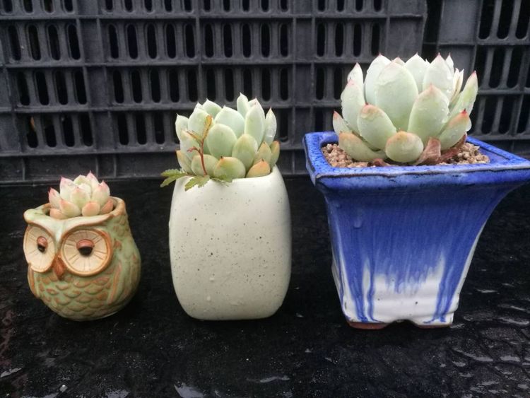 误打误撞的多肉情缘,带我走进多肉小世界!