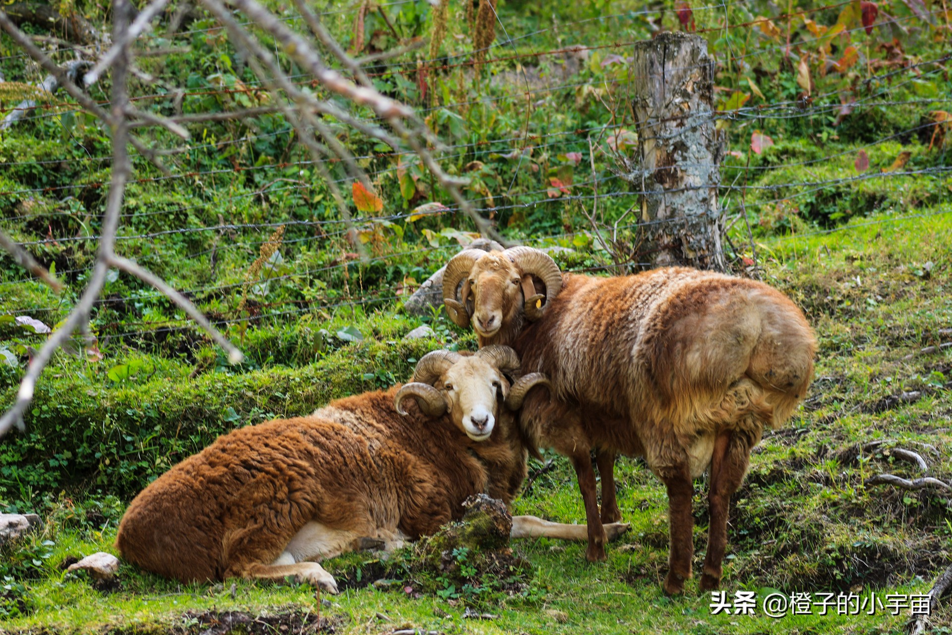 怀念琼库什台的羊毛被