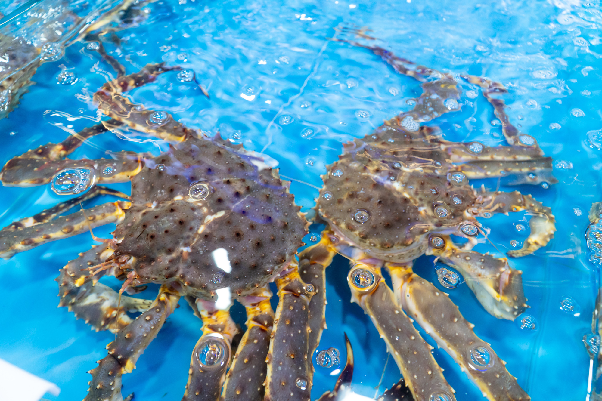 三亚奥特莱斯海鲜,三亚奥特莱斯里面有什么东西