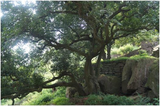 东楼诗歌典故,东楼诗词