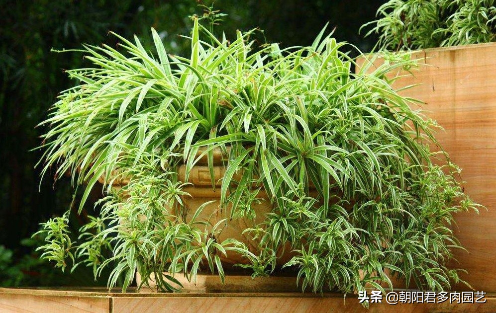 吊兰用什么样的花盆养最好活得快,吊兰根把花盆撑破